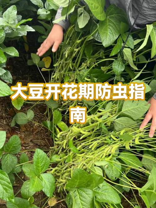 黄豆的种类及图片大全