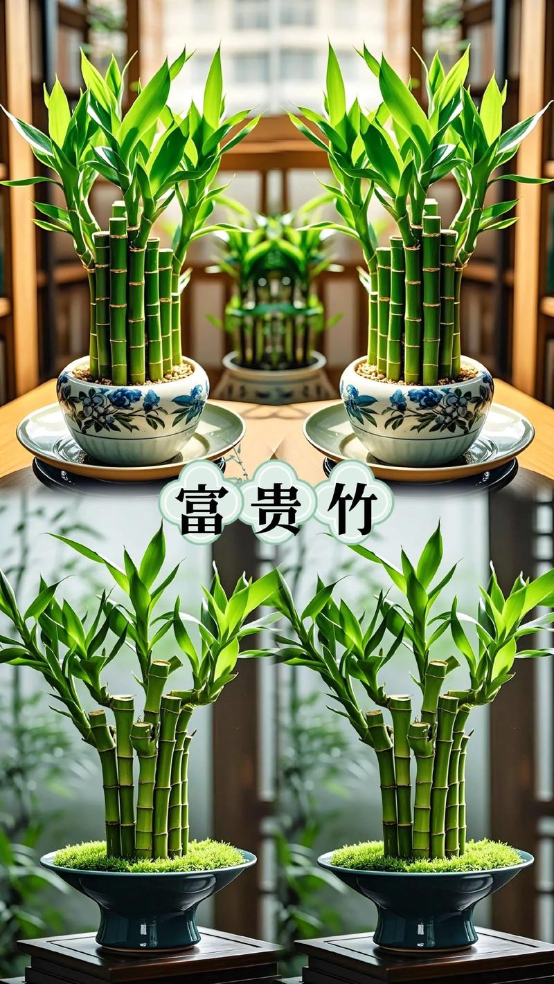 富贵竹的图片