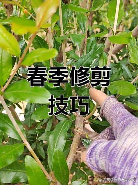 石榴树修剪