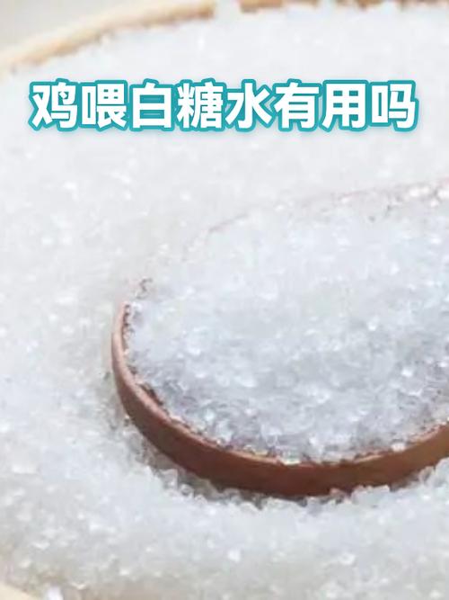 白糖水给鸡饮水可以吗