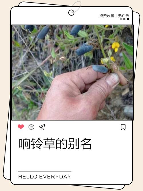 响铃草功能主治