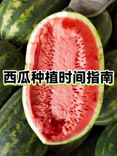 怎么介绍西瓜