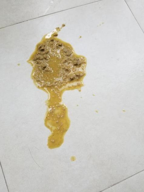 猫咪拉稀呕吐