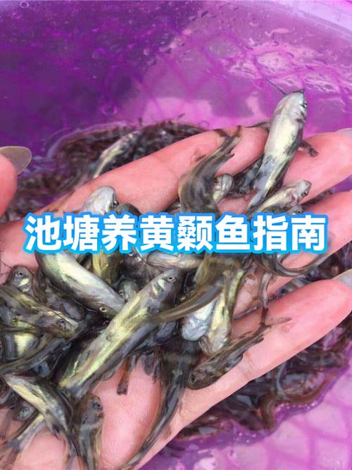 池塘养什么鱼最容易好养截图2