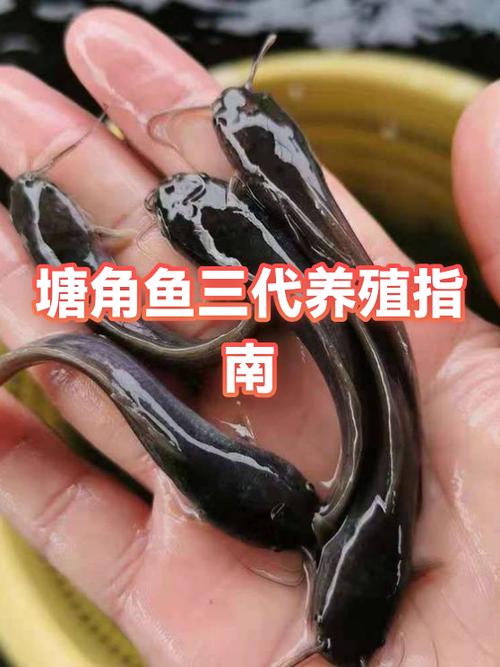 池塘养什么鱼最容易好养截图3