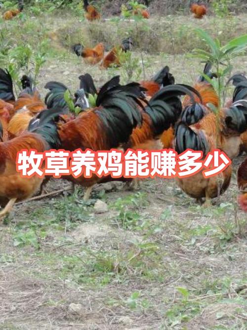 手机上怎么养鸡赚钱