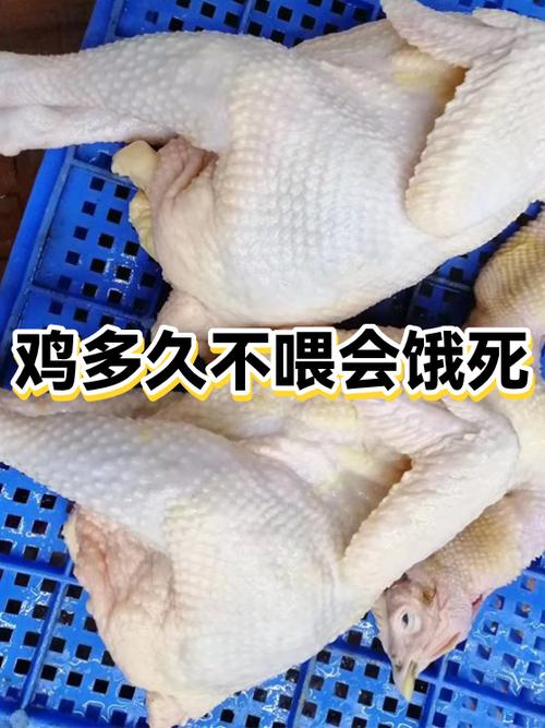 鸡5天不吃会饿死吗截图1