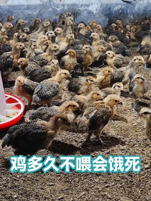 鸡5天不吃会饿死吗截图2