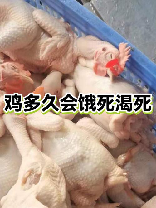 鸡5天不吃会饿死吗截图3