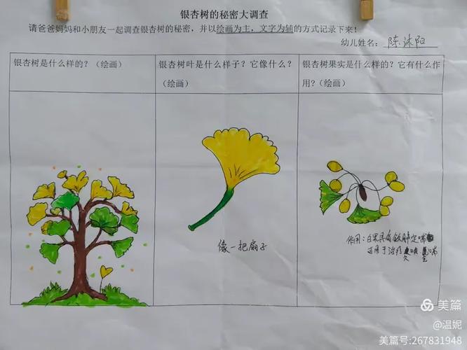 银杏叶花语和寓意