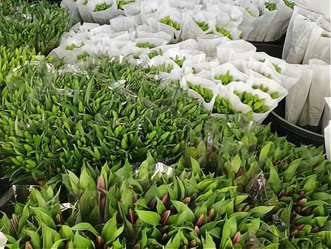 玫瑰花批发市场进货渠道截图3