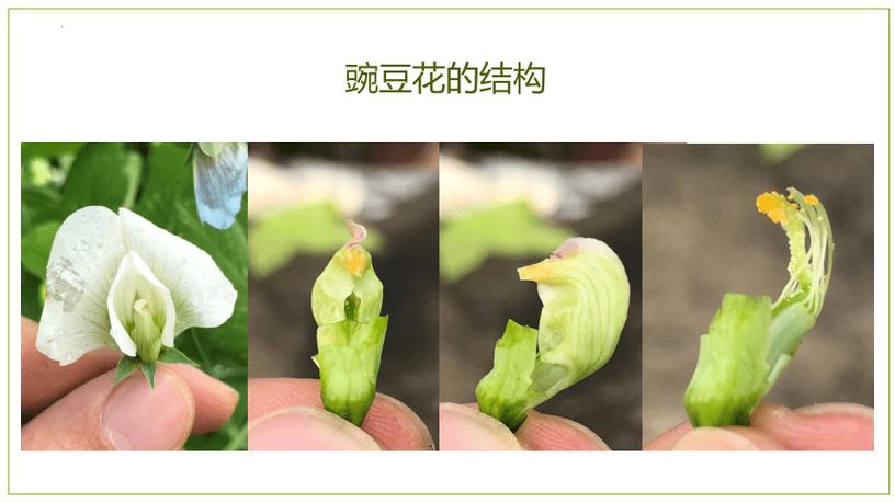 异花传粉