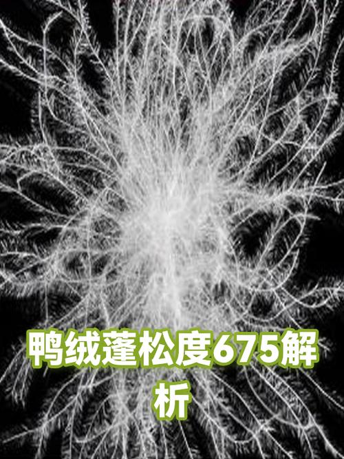 鸭绒的蓬松度一般是多少截图2