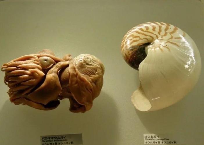 鹦鹉螺