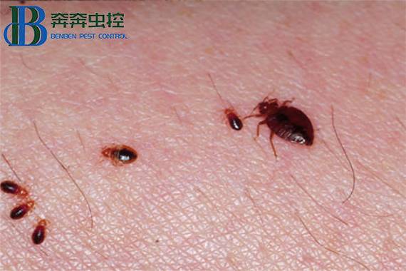 治臭虫最有效的方法