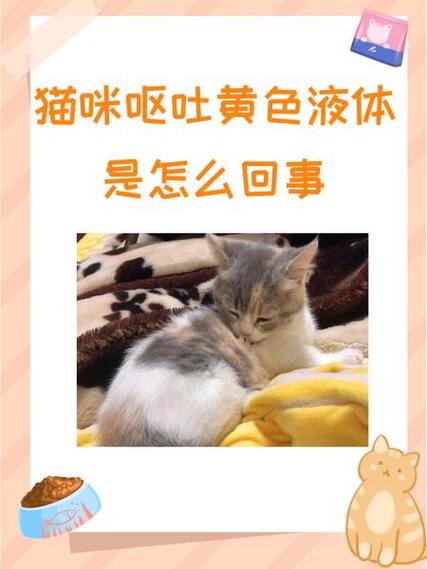 小猫咪呕吐是怎么回事