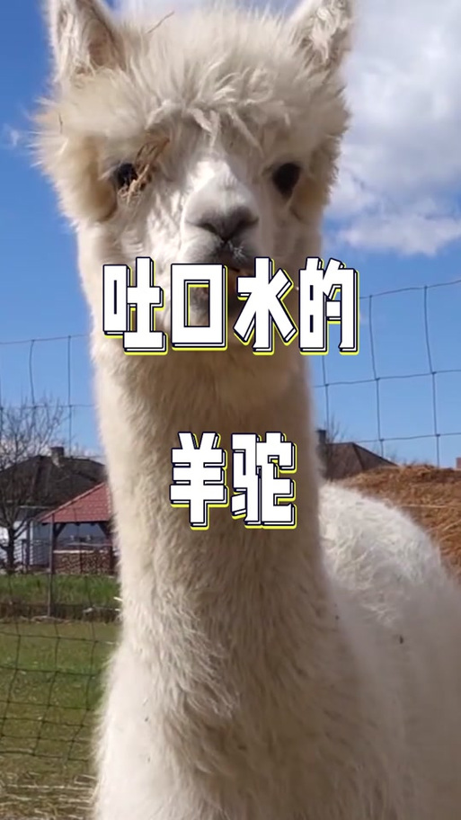 羊驼吐人口水人有没事