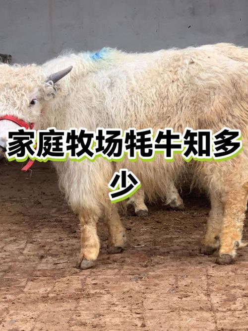 一头牦牛出多少斤肉