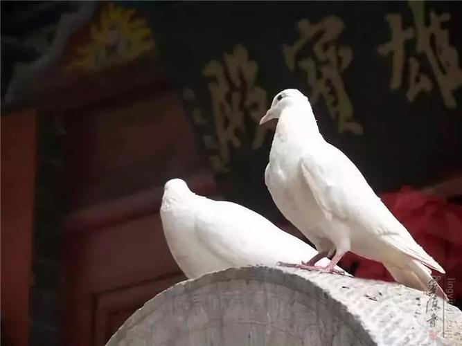 鸽子放生最忌三个事