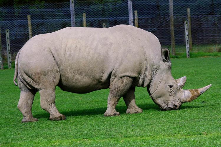 rhino犀牛截图3