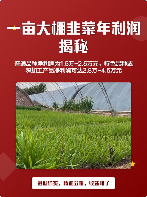 一亩韭菜一年利润