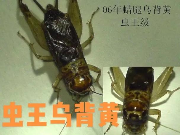 极品蛐蛐虫王