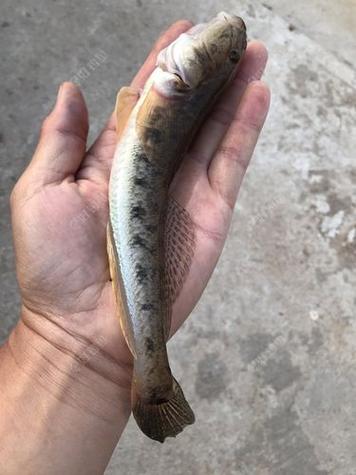 海边沙滩鱼种 海边沙滩鱼种