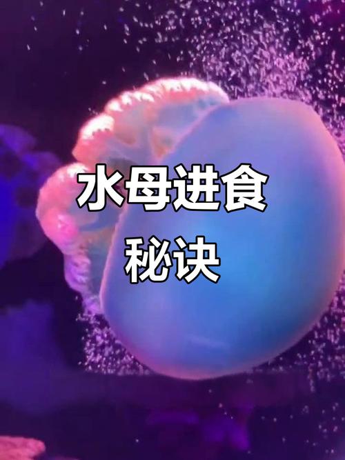 怎么判断水母是否饿了