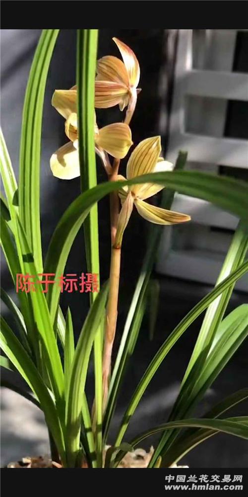 江厌离cp金光瑶