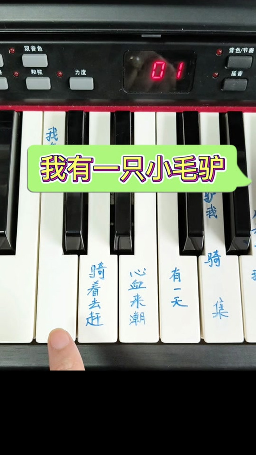 我是一只猫咪