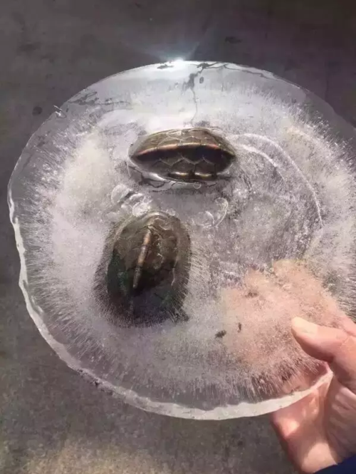 泰拉瑞亚冰冻乌龟壳