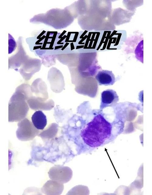 造胞细胞
