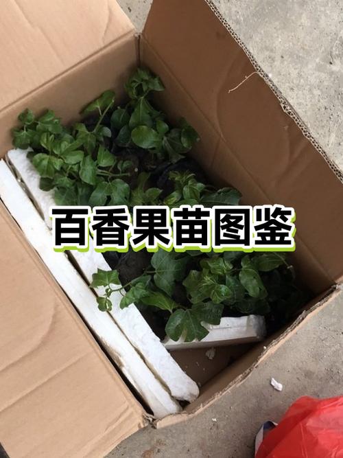 百香果幼苗图片