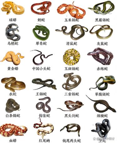 毒蛇种类有哪些