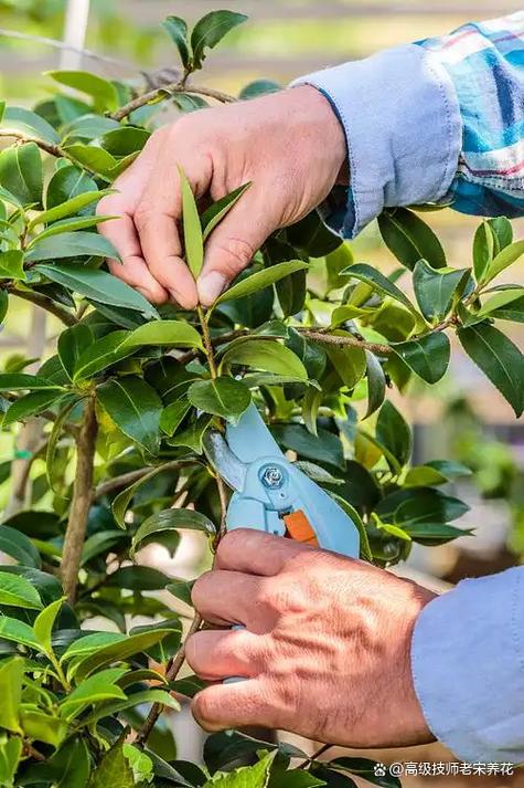 茶花树修剪时间和方法视频