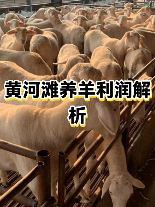 养羊20只一年的利润是多少