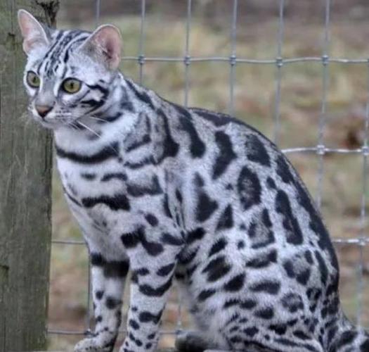 豹猫最贵三个颜色 豹猫最贵三个颜色