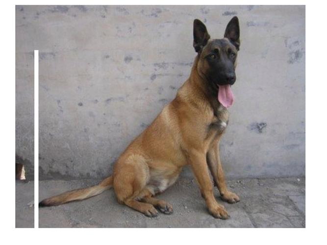 正宗马犬图片截图1