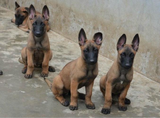 正宗马犬图片截图3