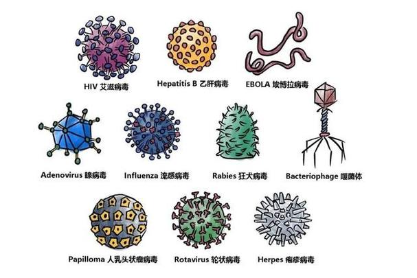 病毒是怎么生成的