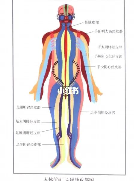 人体刮痧图