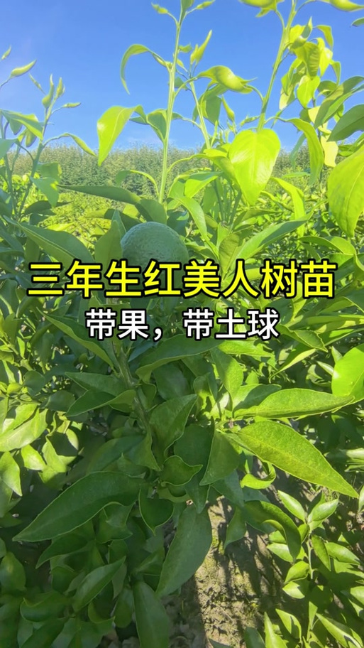 红美人柑橘树苗截图2