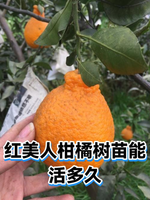 红美人柑橘树苗截图3