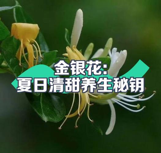 金银花降血糖吗