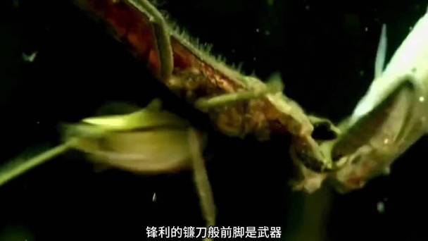 水中螳螂 水中螳螂