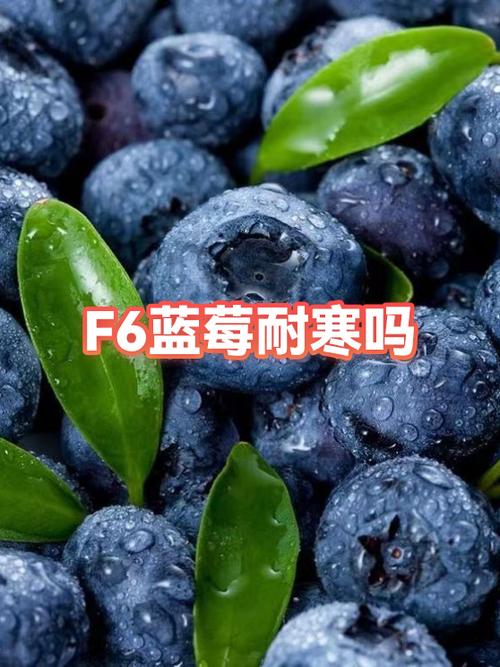 蓝莓耐寒吗