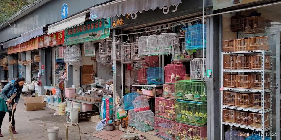 深圳花鸟鱼市场在哪里