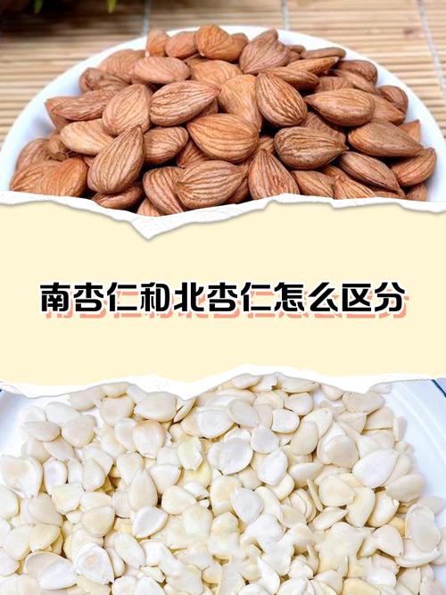 杏仁和甜杏仁有什么区别