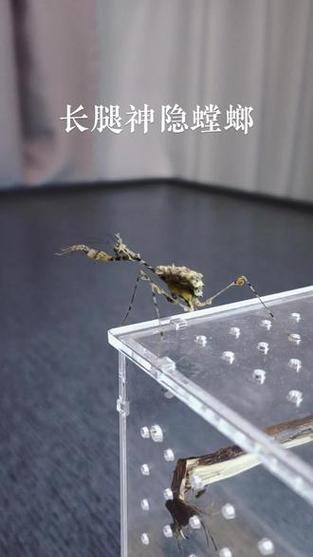 神隐螳螂体长