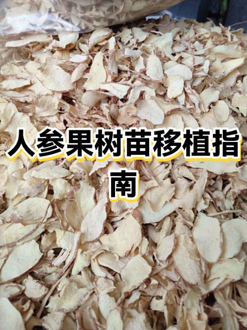人参果用浅盆还是深盆